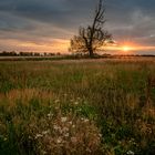 Sommerabend auf der Wiese