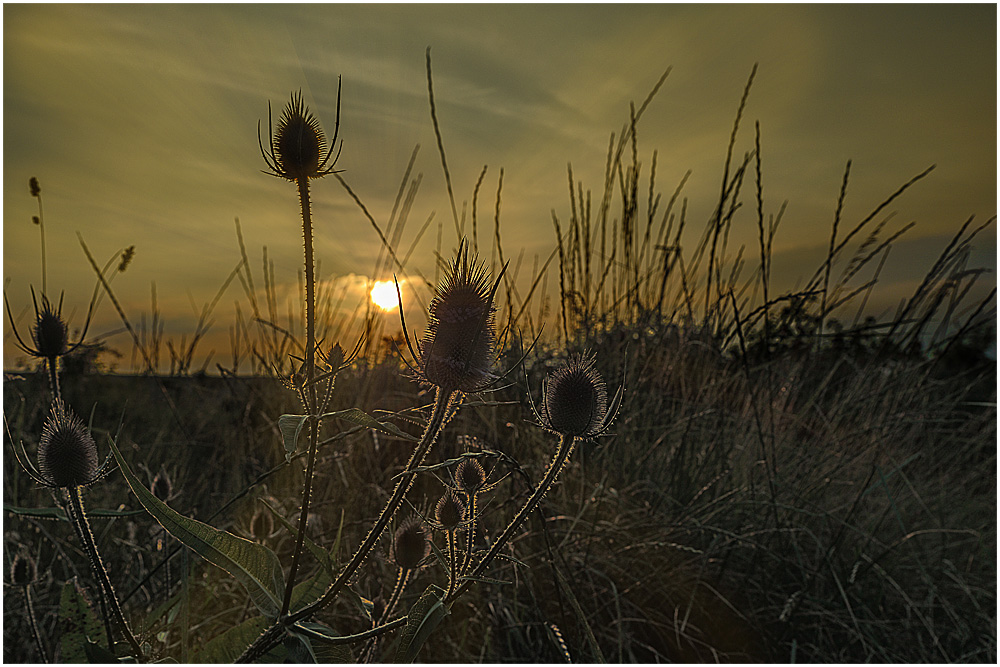 Sommerabend...