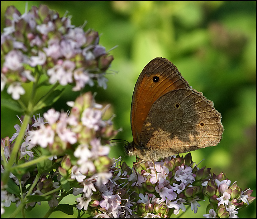 Sommerabend