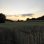 Sommerabend bei Remchingen