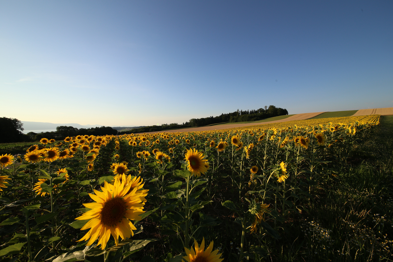 Sommerabend beim Sonnenblumenfeld