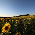 Sommerabend beim Sonnenblumenfeld