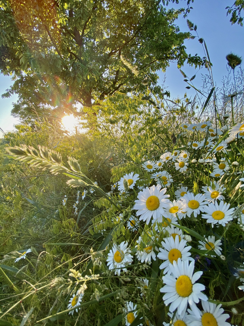 Sommerabend