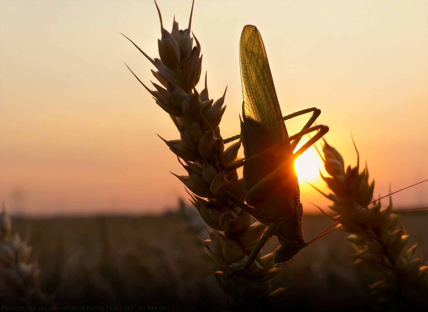 Sommerabend