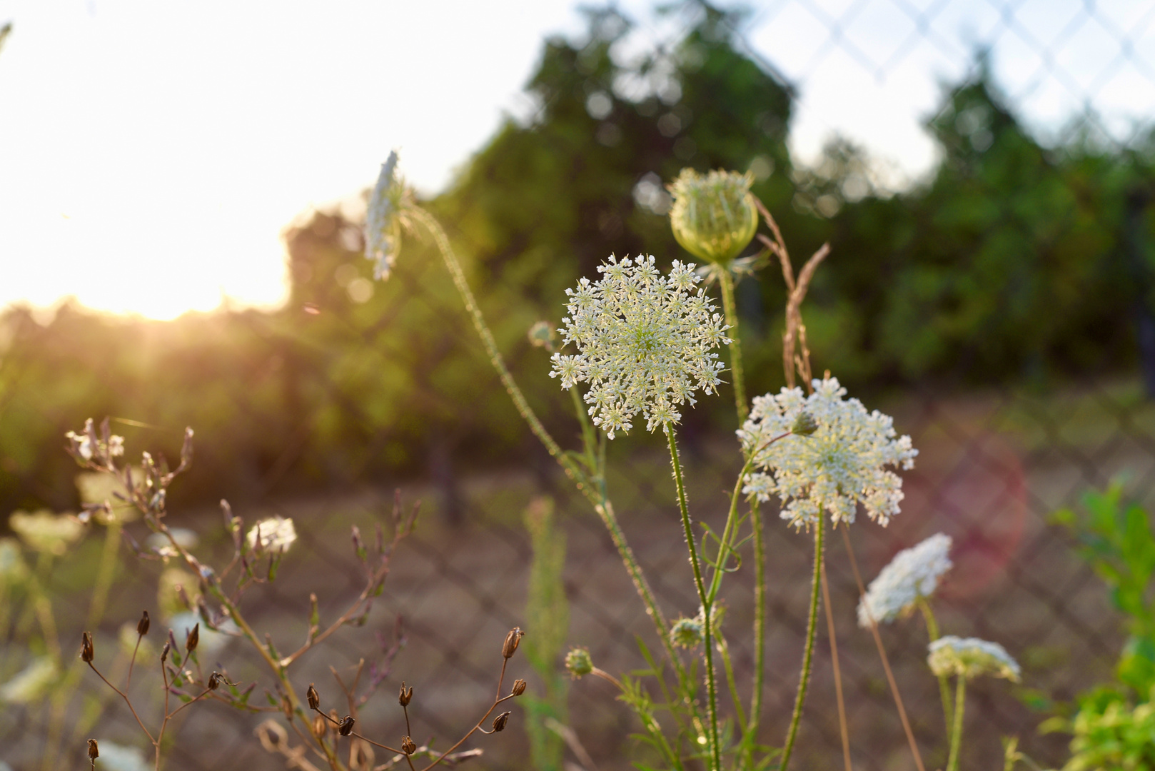 Sommerabend