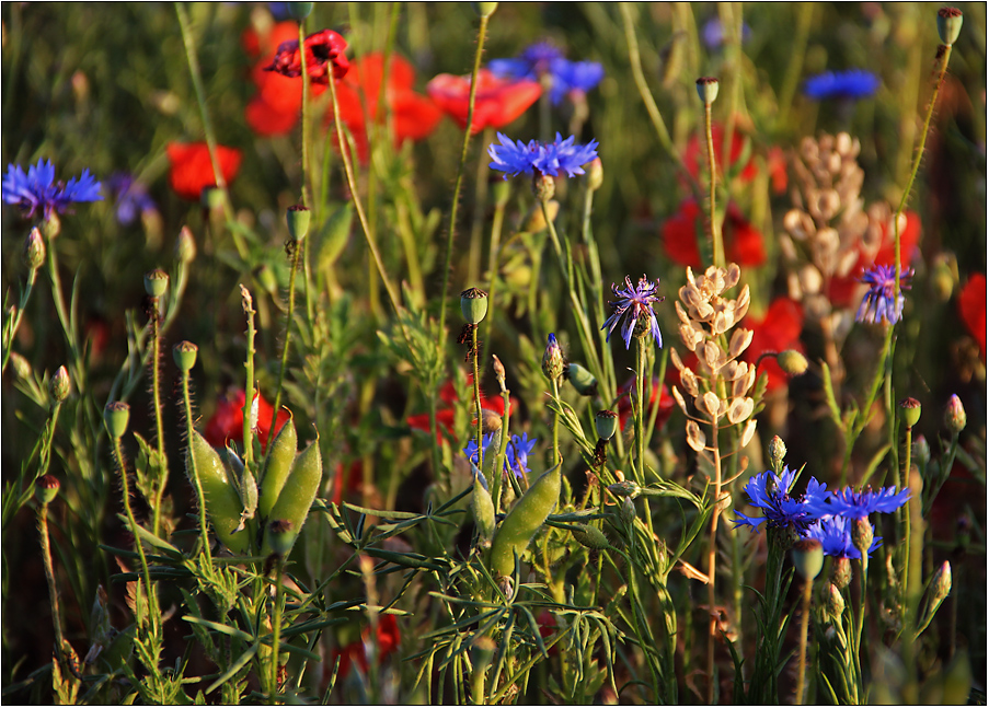 Sommerabend ...