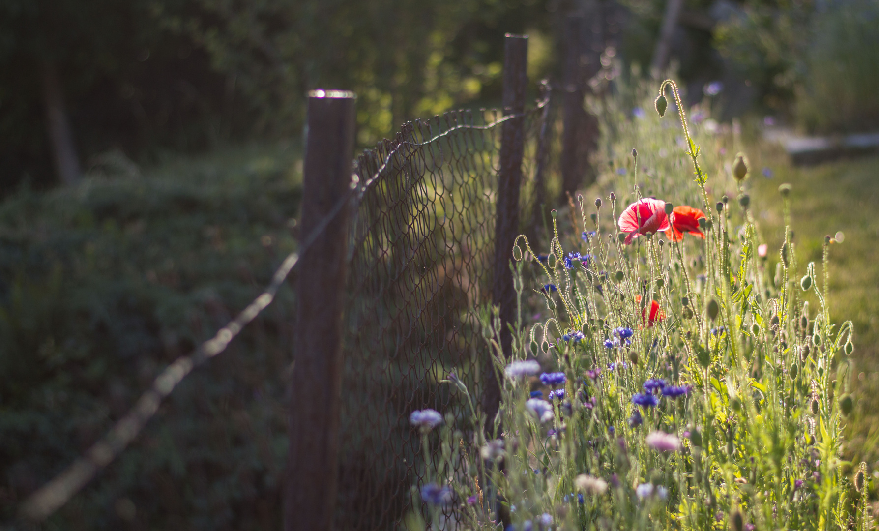 Sommerabend