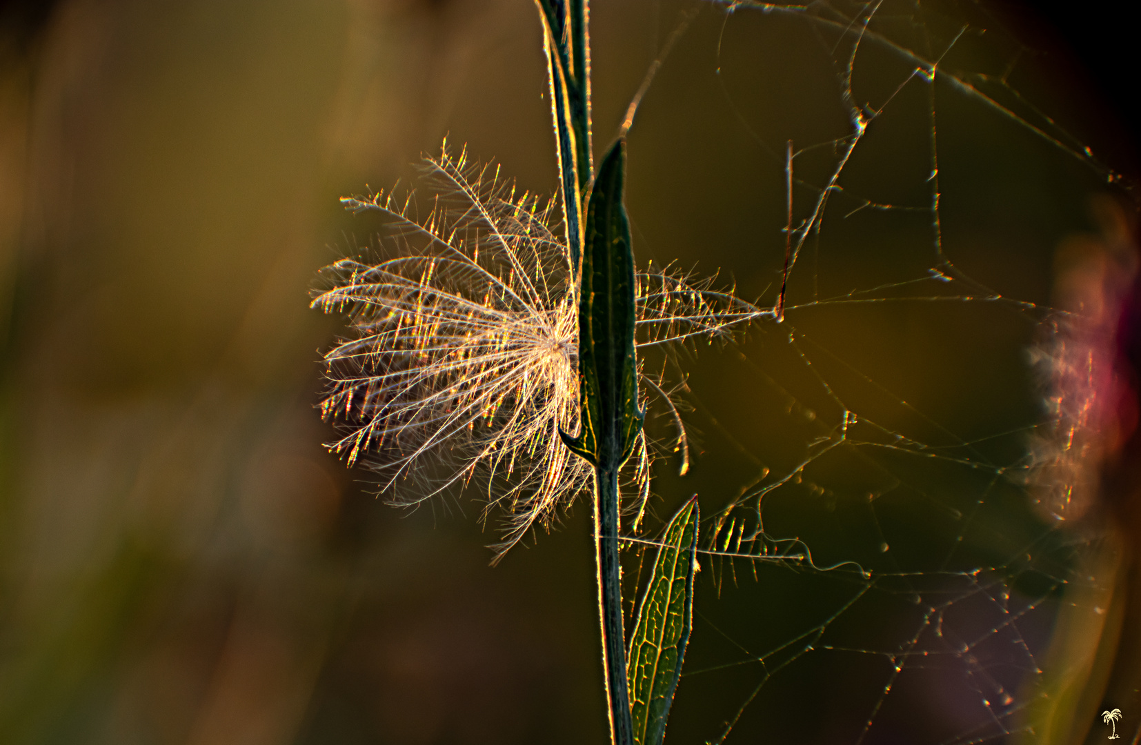 Sommerabend