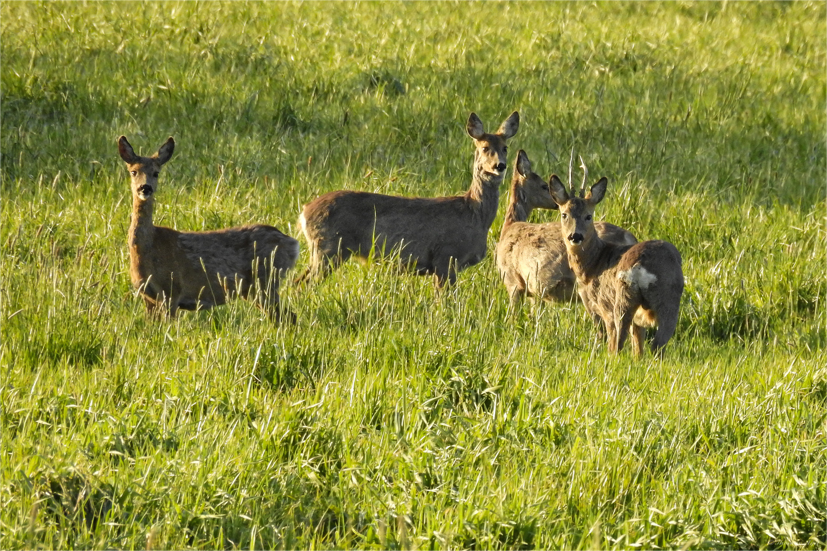 Sommerabend...