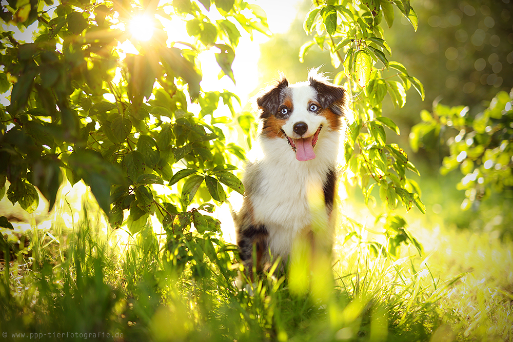 Sommerabend