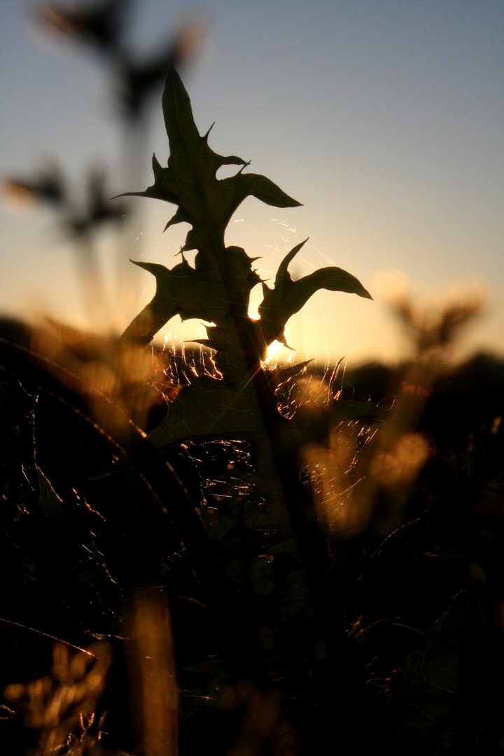 sommerabend.