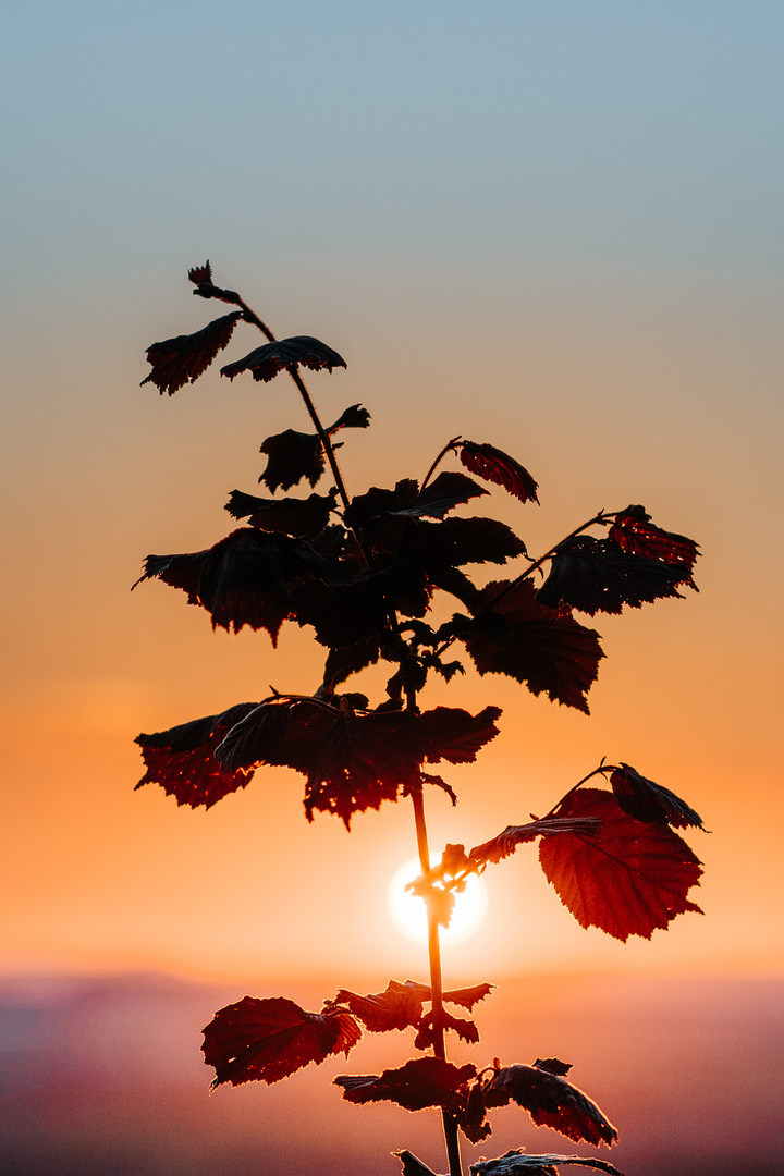 Sommerabend