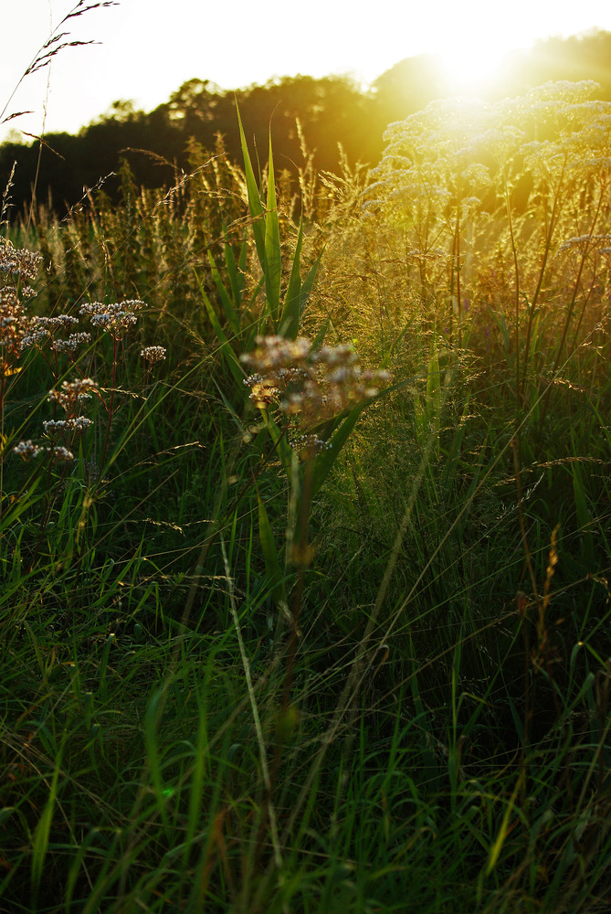 Sommerabend