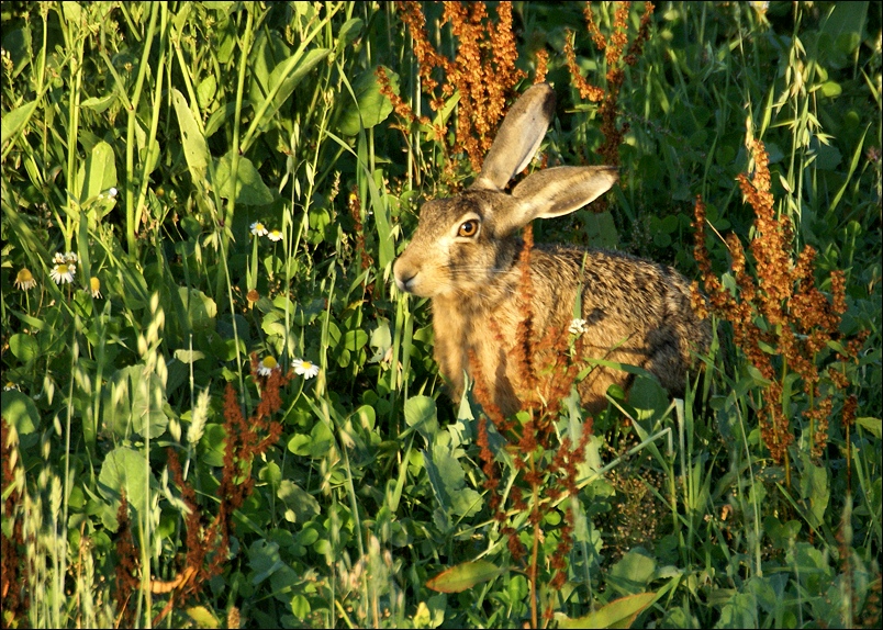 Sommerabend I