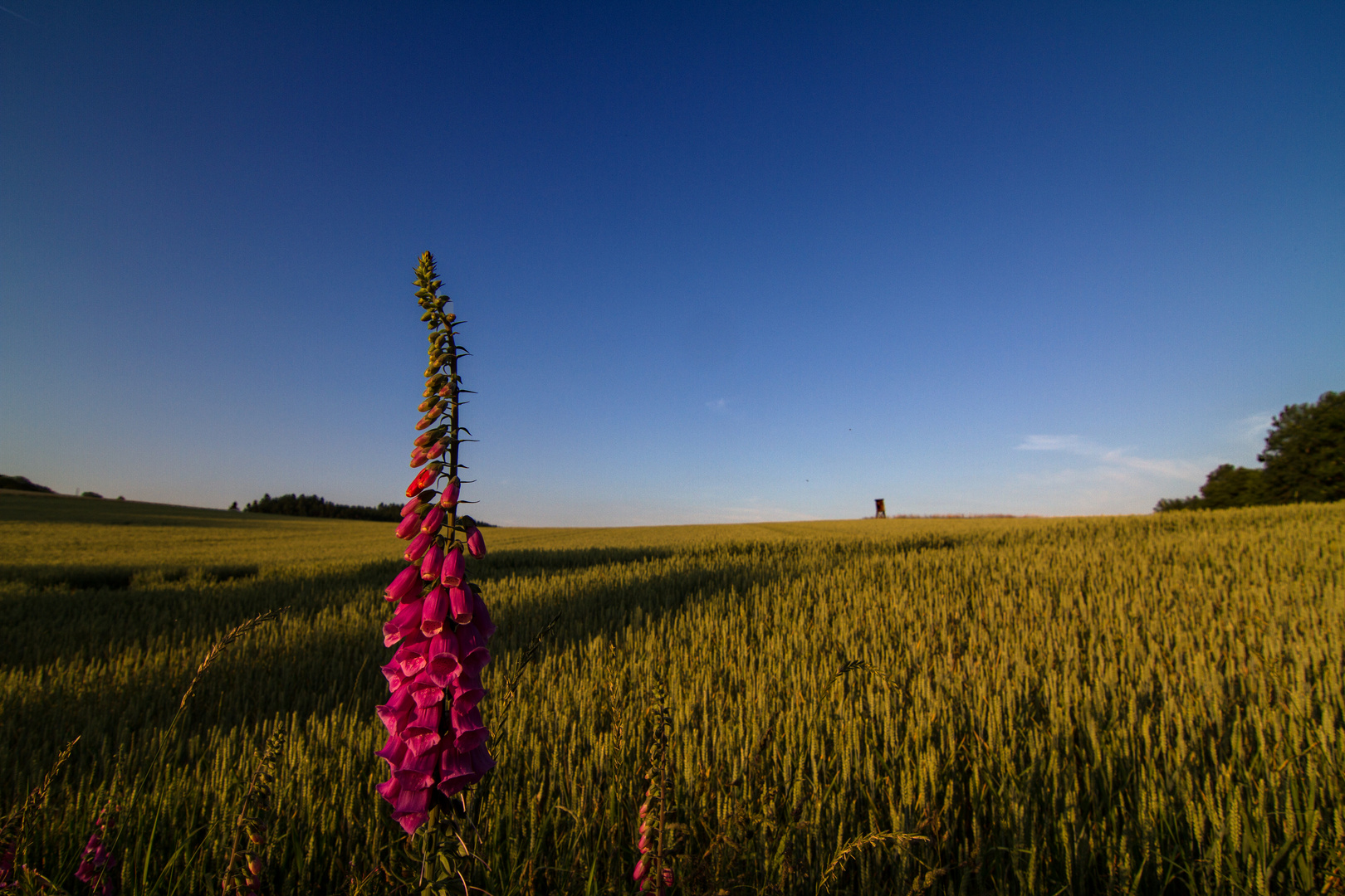 Sommerabend II