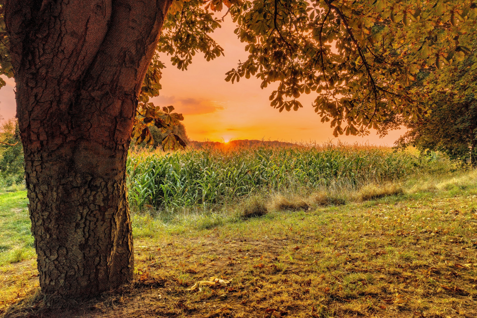 Sommerabend im August