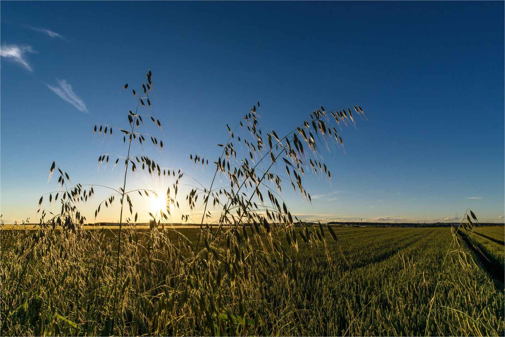 Sommerabend im Feld