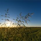 Sommerabend im Feld