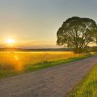 Sommerabend im Feld