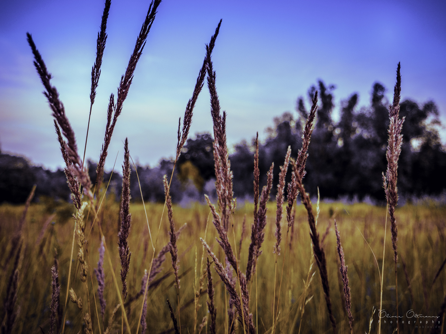 Sommerabend im Feld