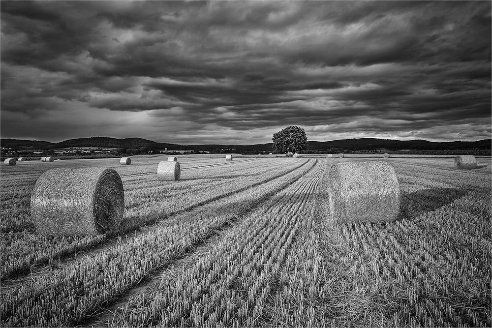 Sommerabend im Feld