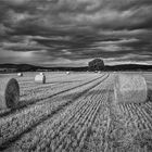 Sommerabend im Feld