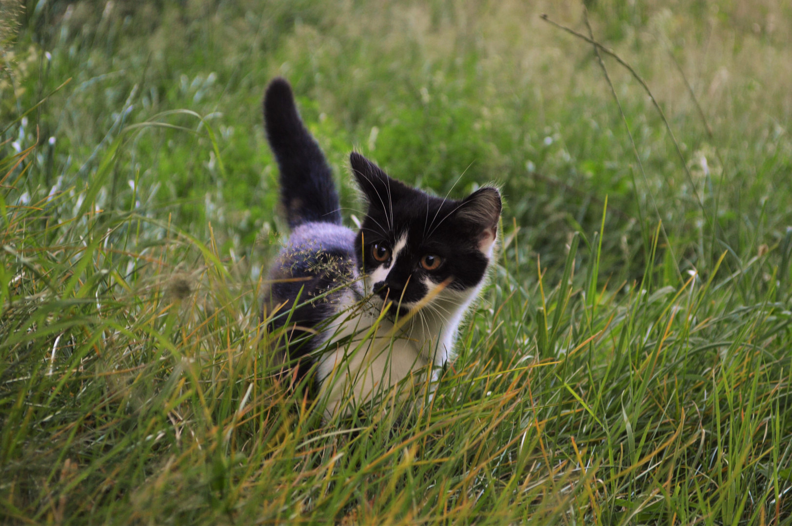 Sommerabend im Gras...