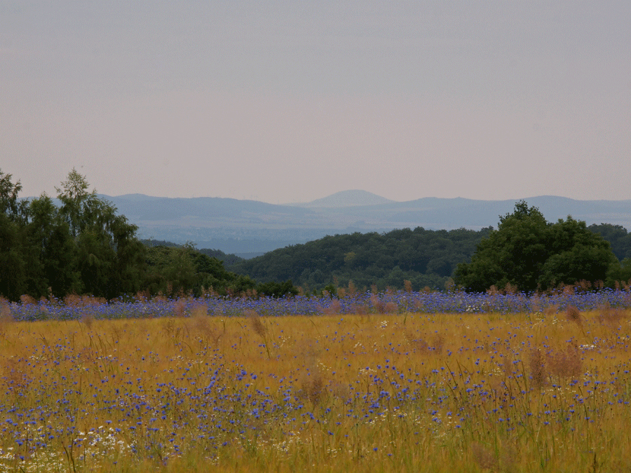 Sommerabend im Knüllgebirge