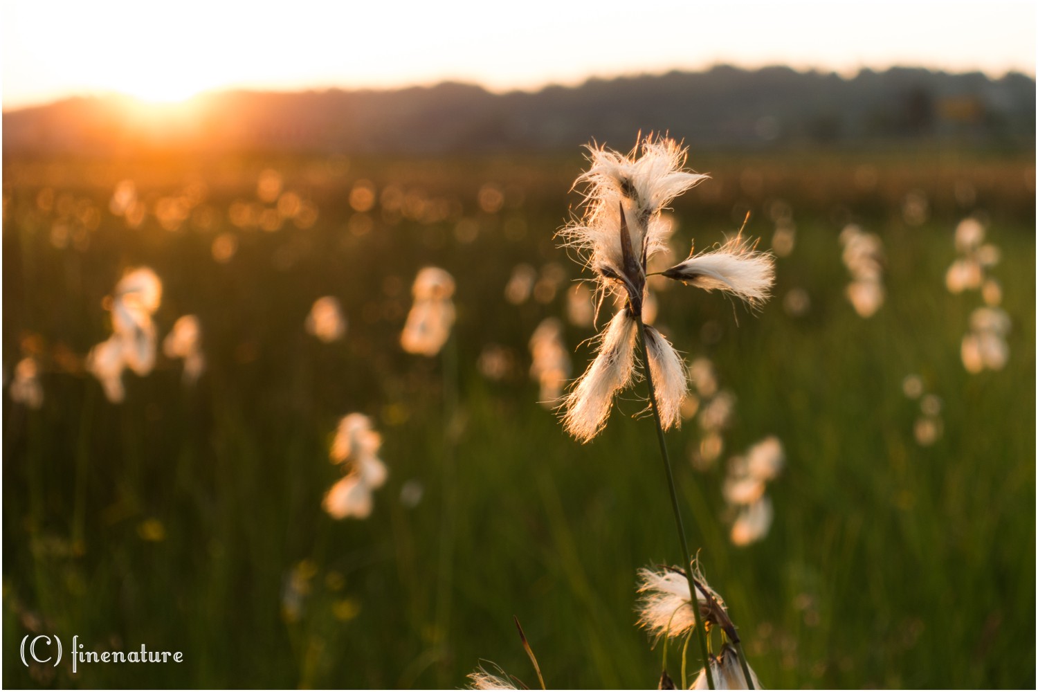 Sommerabend im Moos II