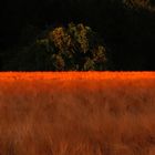 Sommerabend im Osnabrücker Land