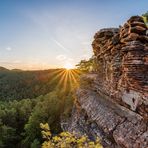 Sommerabend im Pfälzerwald