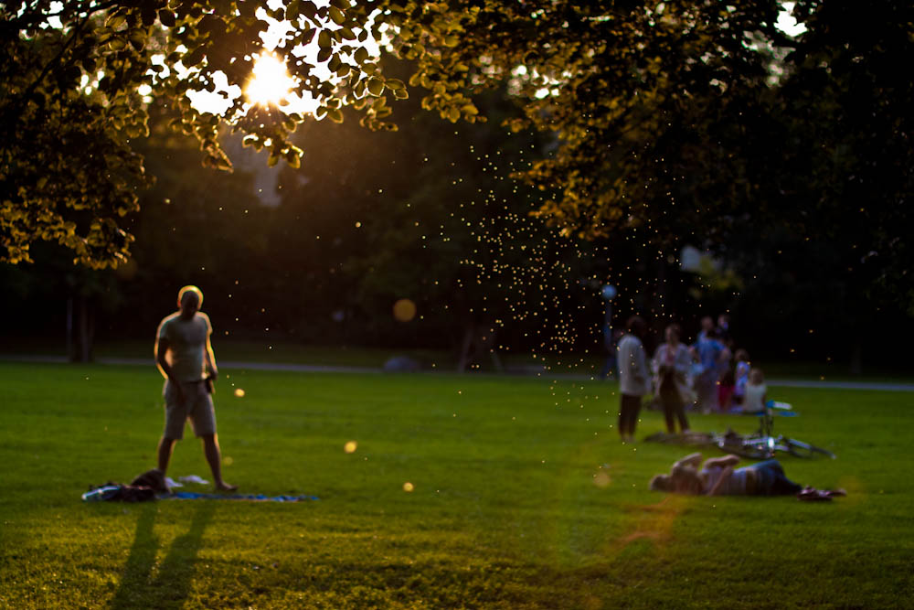 Sommerabend im Schlossgarten