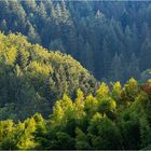 Sommerabend im Schwarzwald