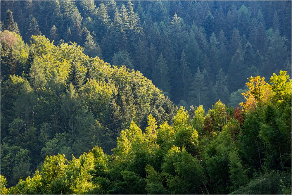 Sommerabend im Schwarzwald