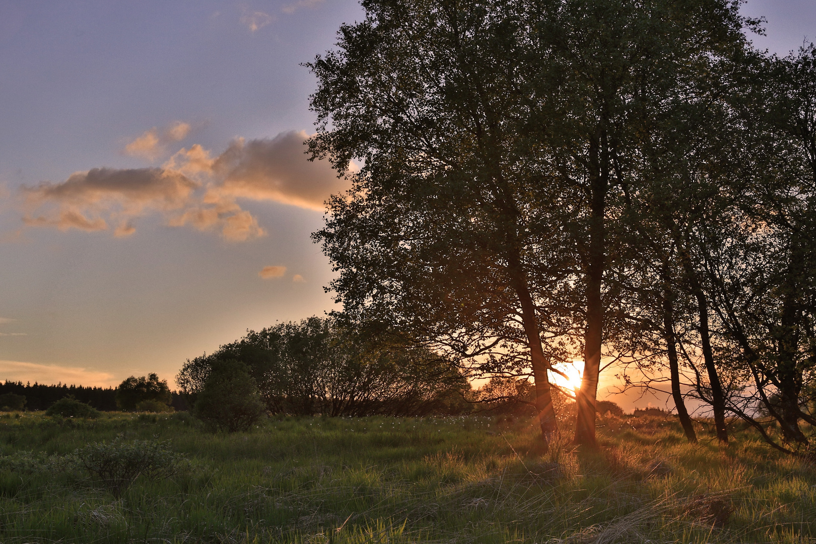 Sommerabend im Venn...