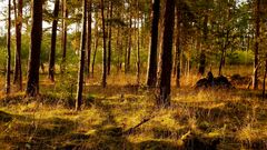 Sommerabend im Wald