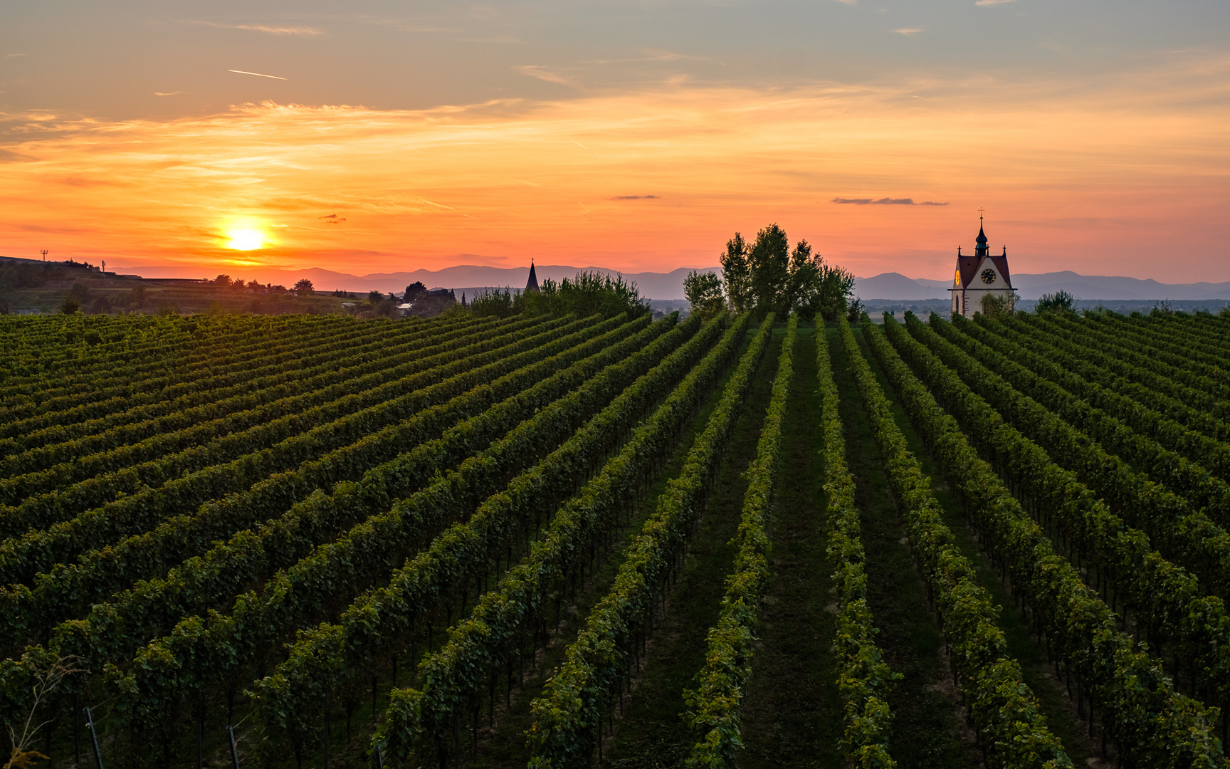 Sommerabend im Weinberg