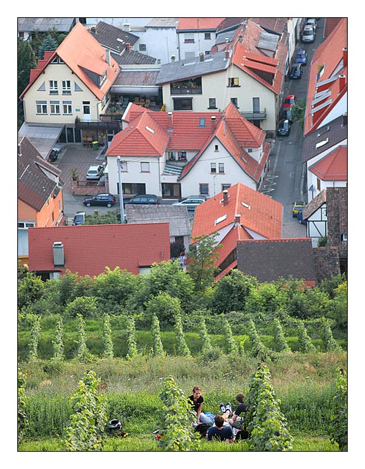 Sommerabend im Weinberg