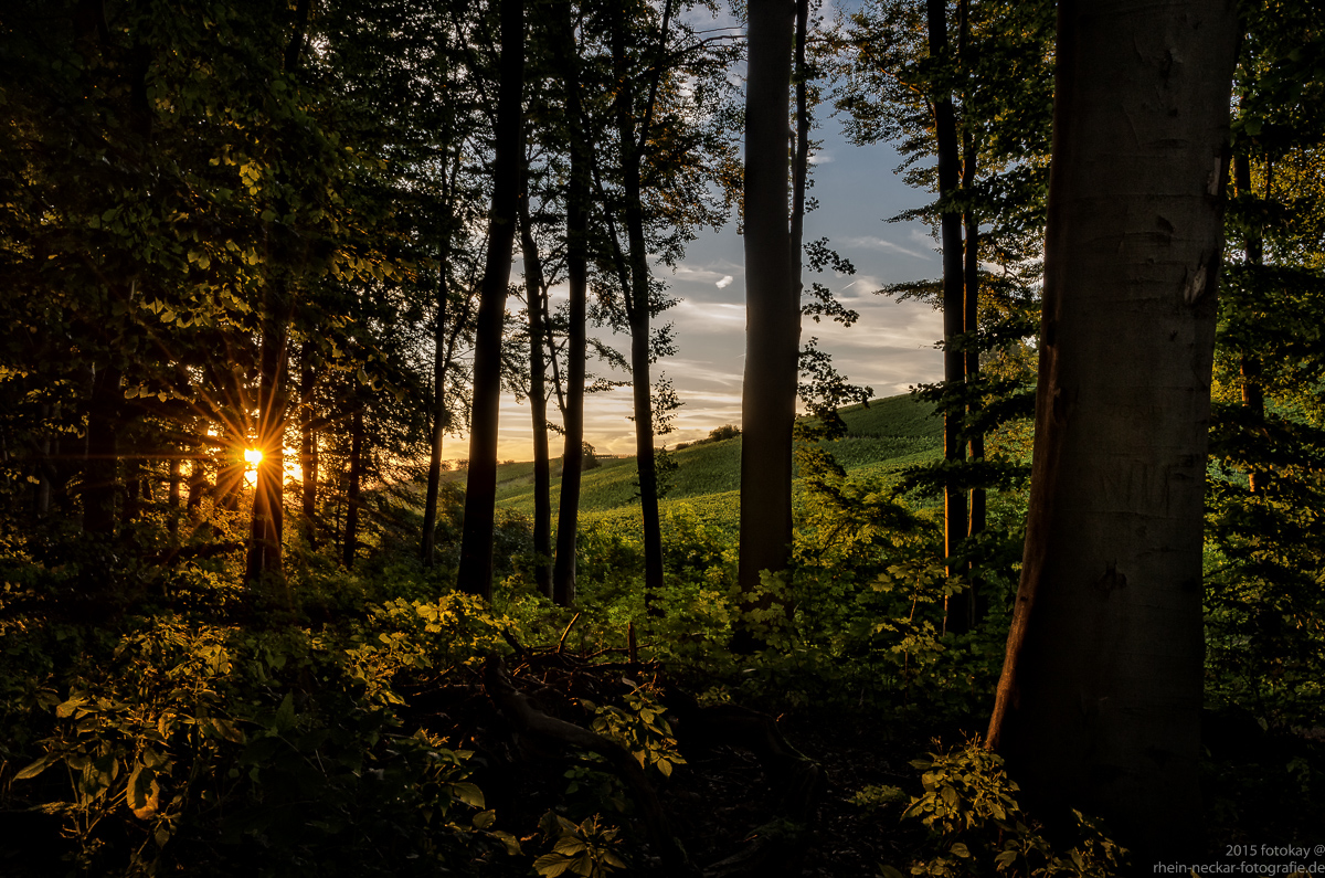 Sommerabend in den Weinbergen