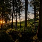 Sommerabend in den Weinbergen