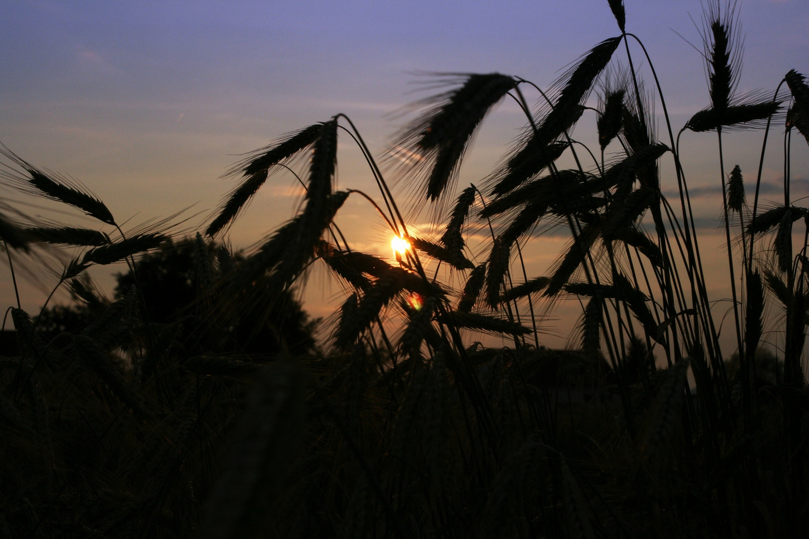 Sommerabend in der Hallertau