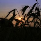 Sommerabend in der Hallertau