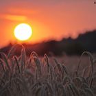 Sommerabend in der Landwirtschaft