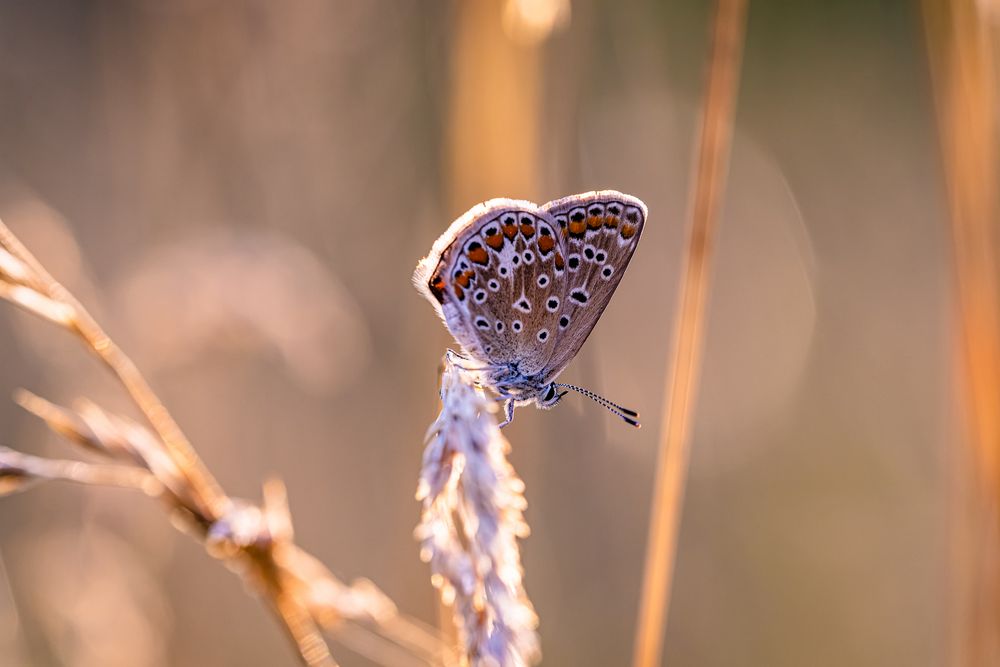 Sommerabend in der Wiese