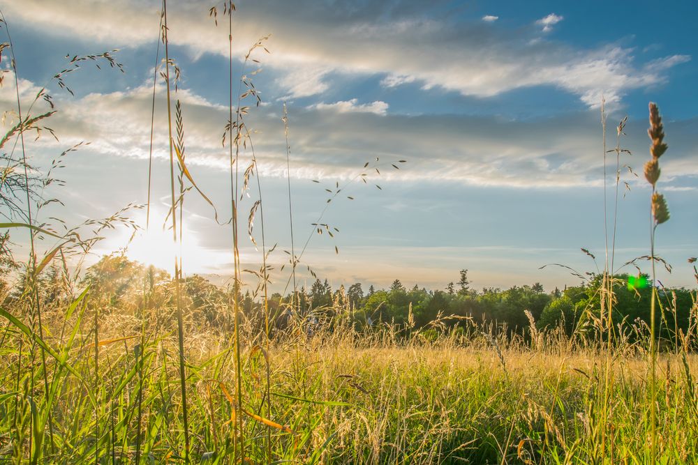 Sommerabend in der Wiese