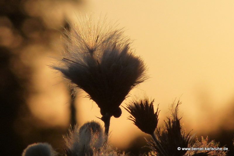 Sommerabend in Hohenwettersbach