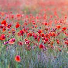 Sommerabend mit Mohn