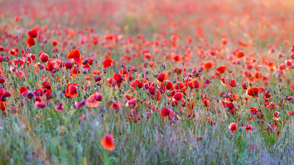 Sommerabend mit Mohn