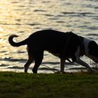 Sommerabend über blühendem Land....