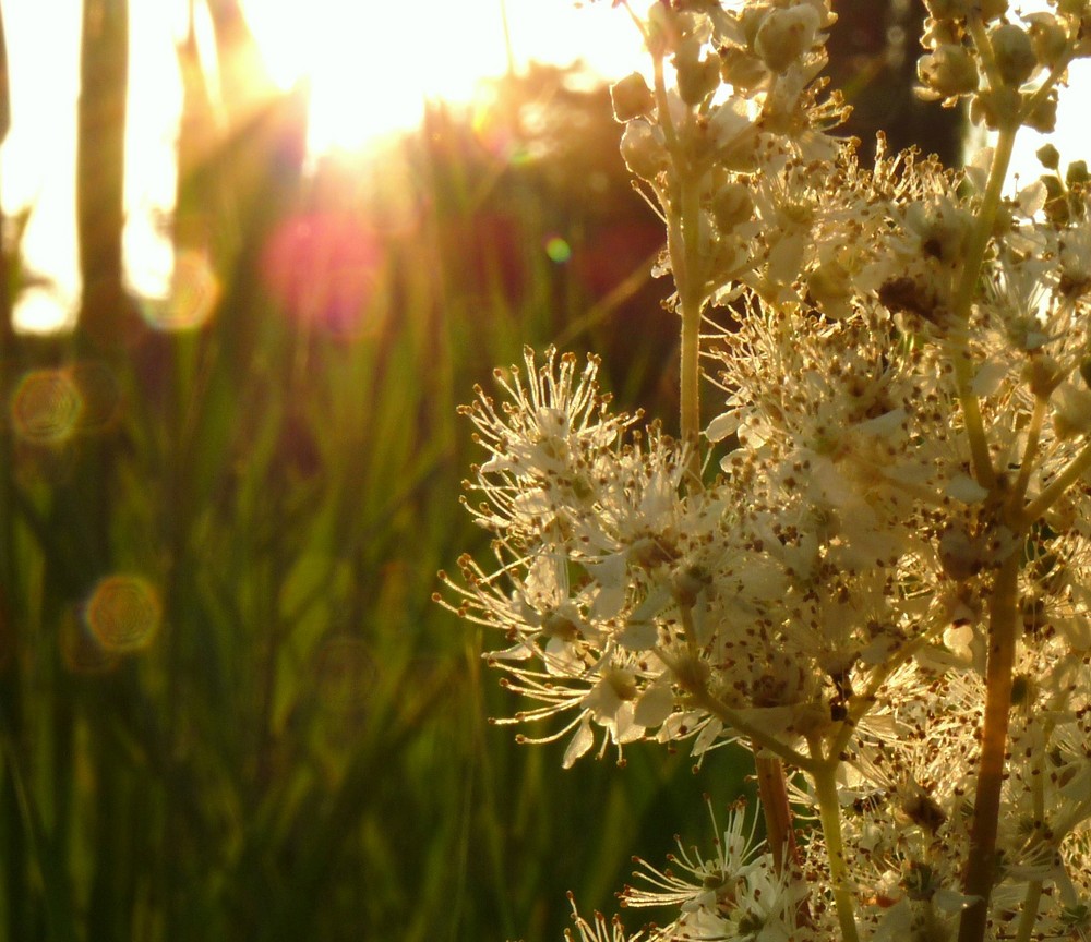 Sommerabende